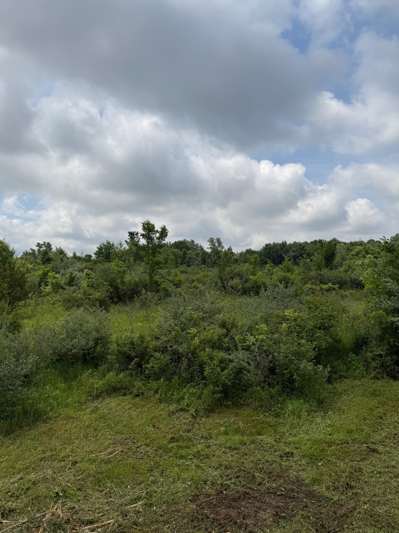 Land clearing project in Indiana — before