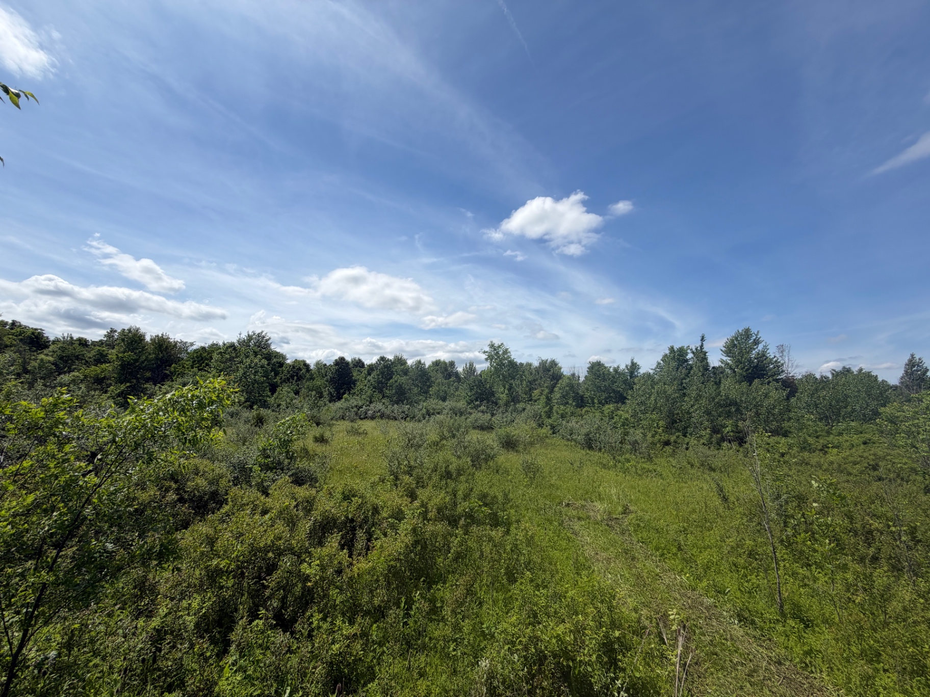 Food plot before and after clearing — before